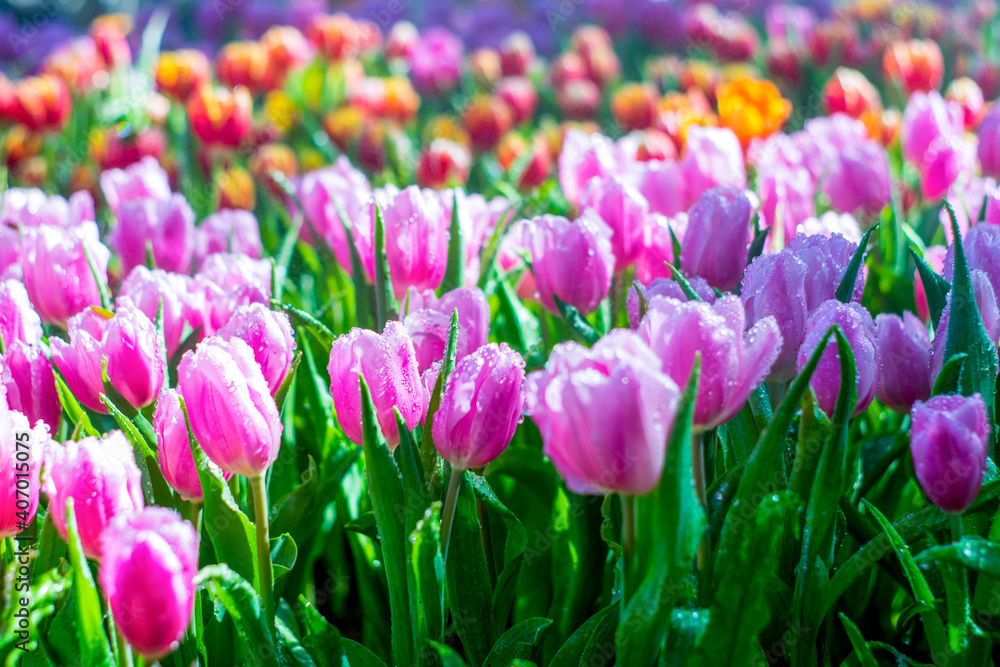 Fototapeta premium Colorful of tulip flowers and foggy in the garden.