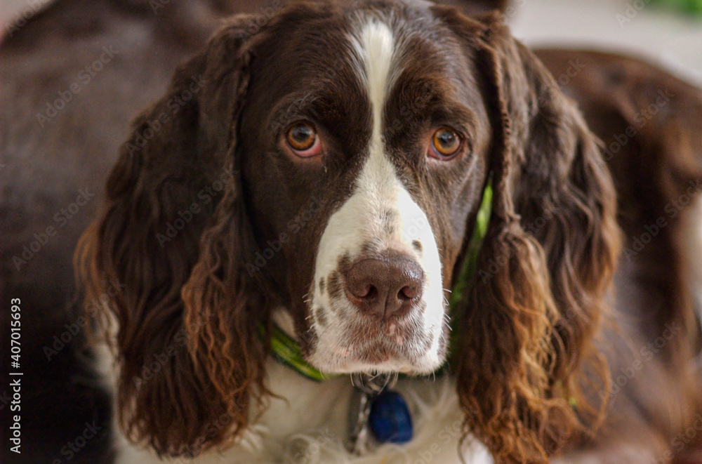 Close up portrait of Springer Spaniel eyes nose and mouth