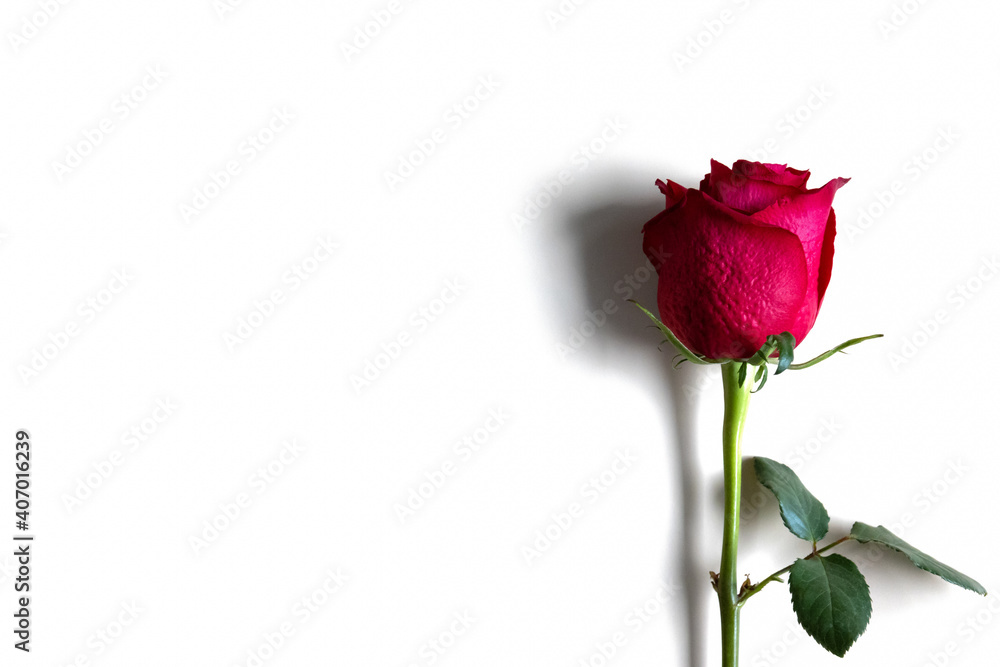 Single red rose isolated on white background in the right corner. Single red rose isolated on white background in the right corner.