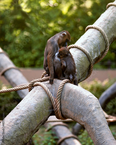 monkey with a child family