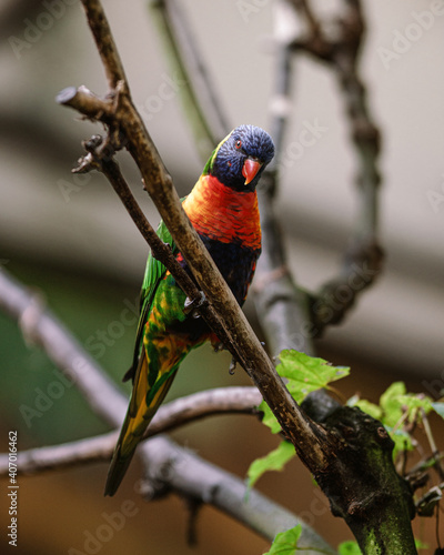 red and green parrot