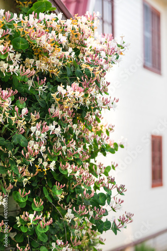 Honeysuckle in garden soft focus. Flowers Lonicera Sempervirens, common names common honeysuckle, European honeysuckle or woodbine.