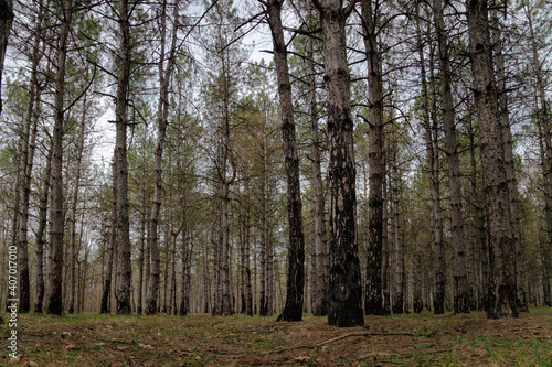 beautiful pine tree forest landscape, low angle