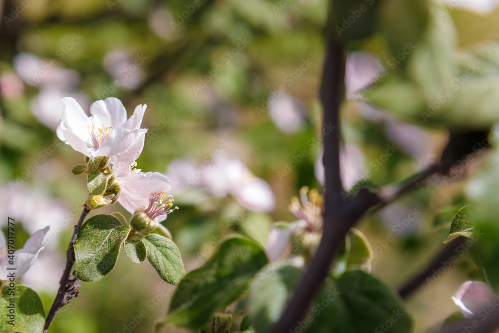 Soft focused close up shot of blossoming apple tree with tender pink flowers in springtime. Orchard in bloom on blurry background. Soft focused close up shot of blossoming apple tree with tender pink flowers in springtime. Orchard in bloom on blurry background.