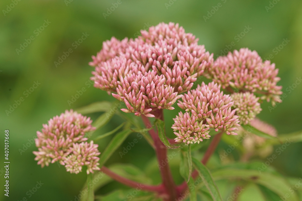 Close up of the flower of hemp-agrimony or holy rope, Eupatorium cannabinum Close up of the flower of hemp-agrimony or holy rope, Eupatorium cannabinum
