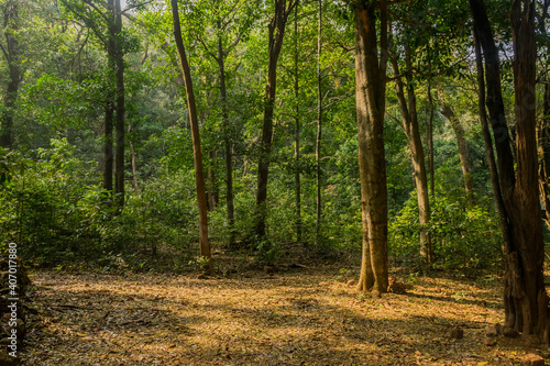 Panoramic view of beautiful and dense lush green forest in Kumta of Karnataka, India