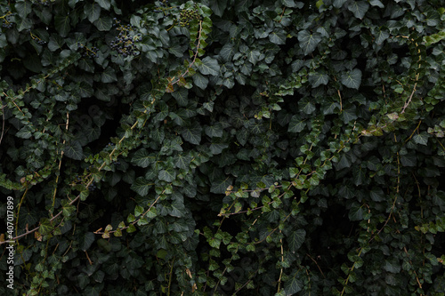 Natural background  foliage texture  leaves of evergreen ivy bush.