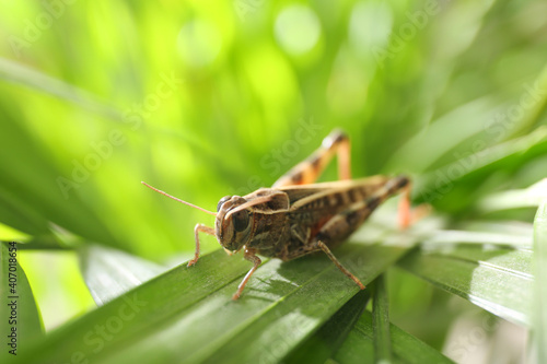 Wallpaper Mural Common grasshopper on green leaf outdoors. Wild insect Torontodigital.ca
