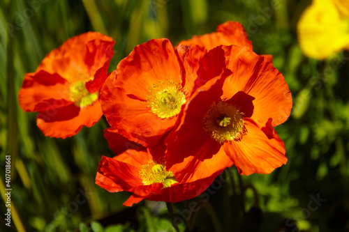 Beautiful red ornamental poppy in the garden  close-up.