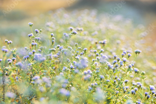 field of flowers © Tongsai Tongjan