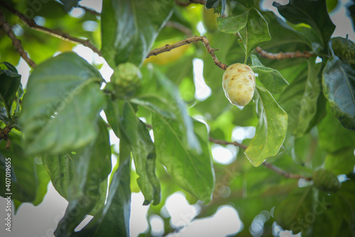 Noni is fresh on the tree, Noni fruit herbal medicines, Fresh noni on tree