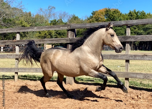 Horse Buckskin Stallion Andalusian Quarter Horse Running Galloping in Arena Sand Dirt Round Pen Wood Fence Blue Sky Green Trees