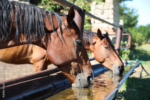 Canvastavla Chestnut horses drinking water outdoors on sunny day