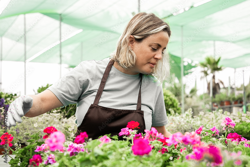 Blonde woman looking at geranium plants in garden or greenhouse. Professional female gardener in aprons working with blooming flowers in pots. Selective focus. Gardening activity and summer concept