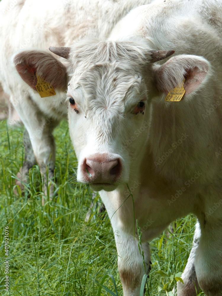Portrait of a cow in the Bavarian mountains, Germany Portrait of a cow in the Bavarian mountains, Germany