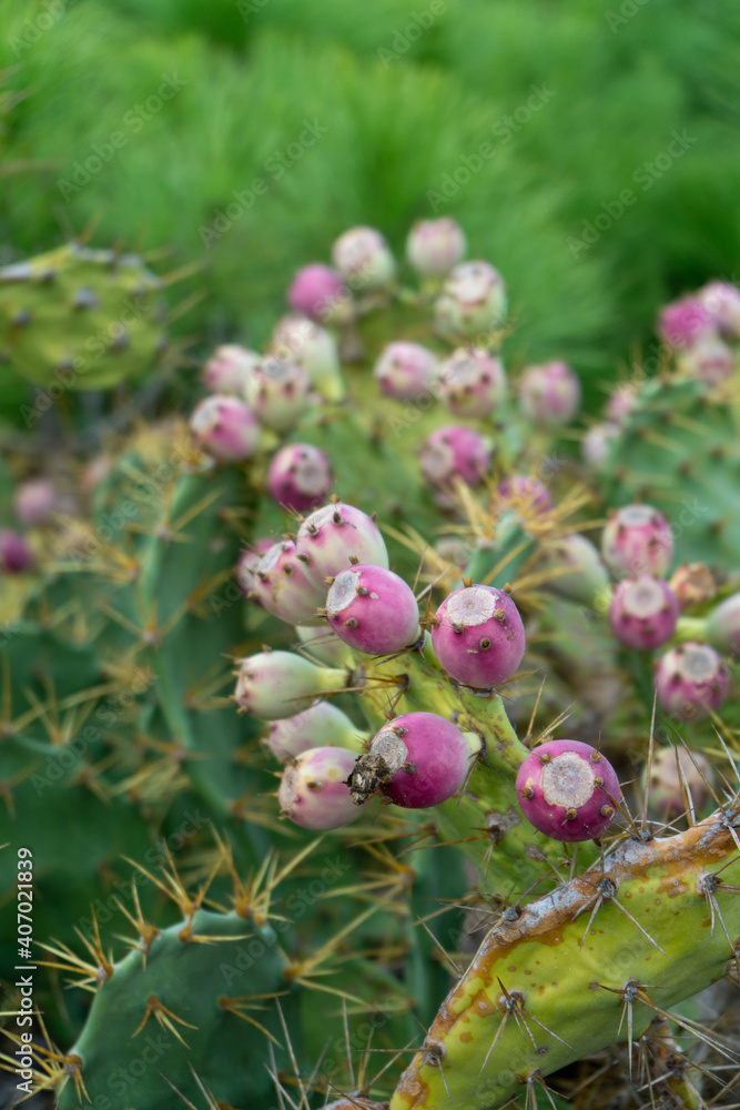 Close up of cactus plant with cactus fruit in nature Close up of cactus plant with cactus fruit in nature