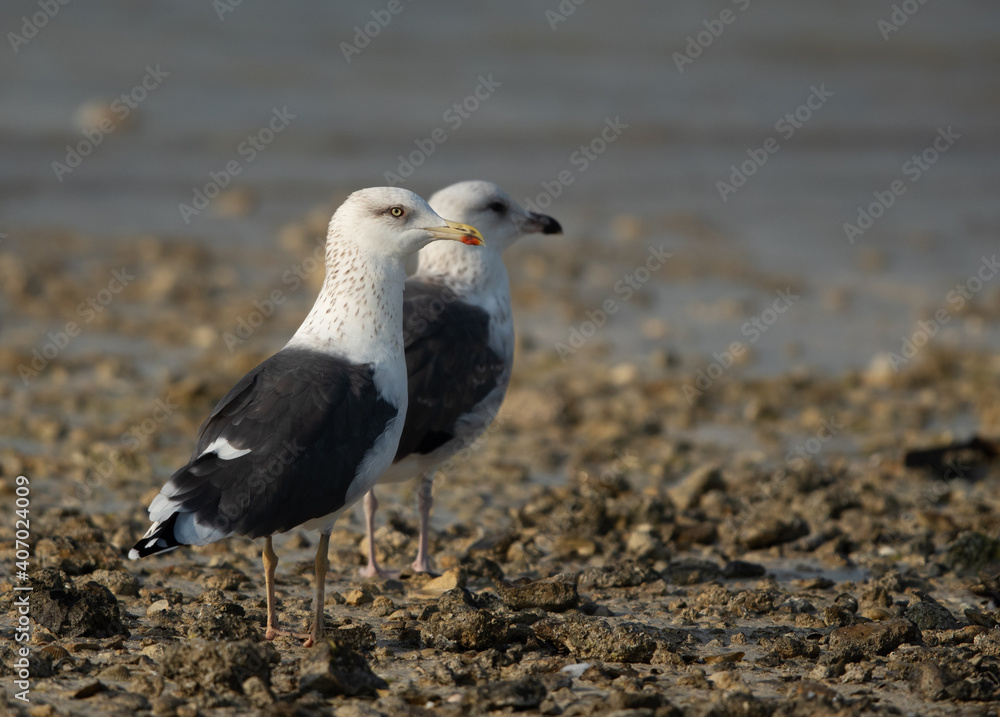 Fototapeta premium A pair of Lesser Black-backed Gulls at Busaiteen coast, Bahrain
