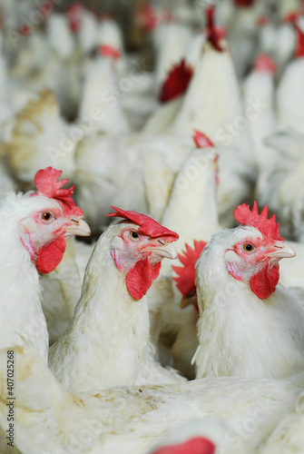 Fotografia Broiler breeder chickens on a poultry farm.