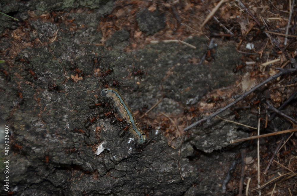 ants drag their prey, муравьи тащат добычу ants drag their prey, муравьи тащат добычу