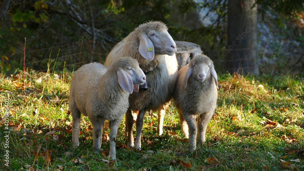 Herd of mountain sheep (Ovis aries) on mountain trail Herd of mountain sheep (Ovis aries) on mountain trail