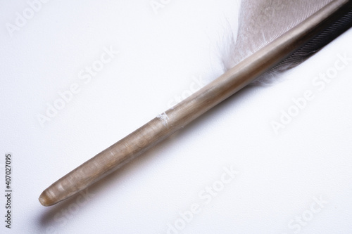 Macro pigeon feather on a white background. Close-up of feather structure