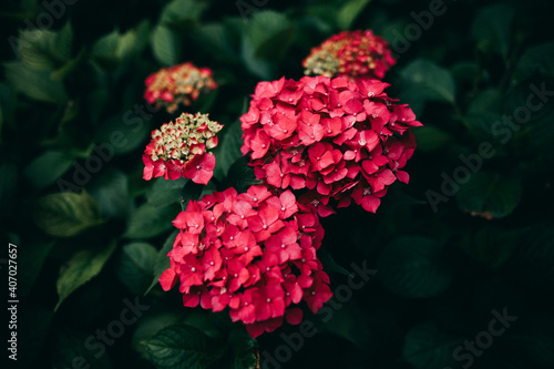 Big amazing red hortensia, hydrangea flower blossom, 8 march, mothers day