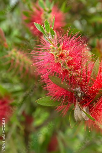 Red mimosa blossoms