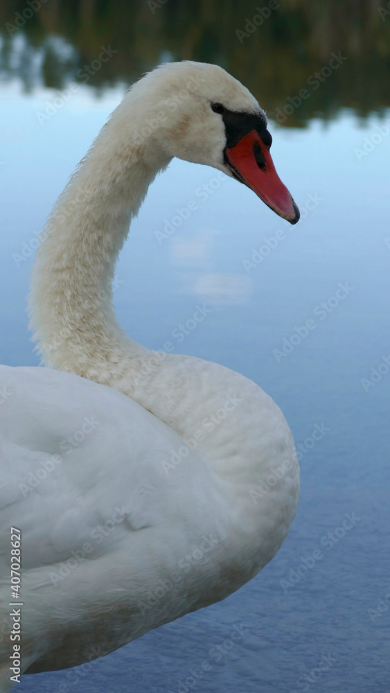 Fototapeta premium White swan at a lake