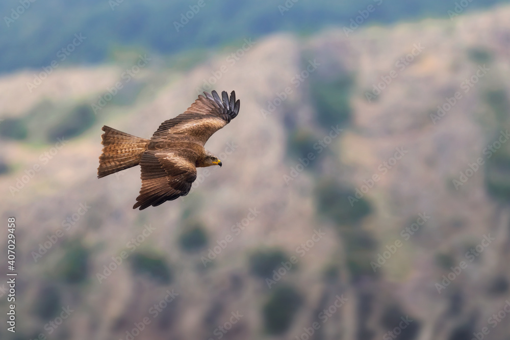 Fototapeta premium Black kite in flight,Milvus migrans