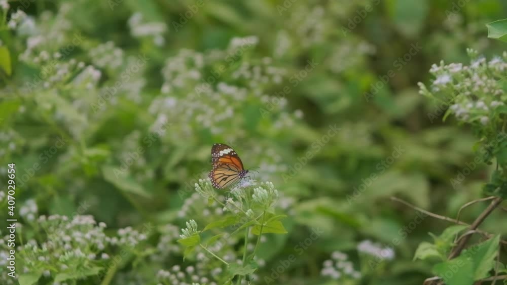 Beautiful common tiger butterfly taking off from small white flowers slow motion Beautiful common tiger butterfly taking off from small white flowers slow motion