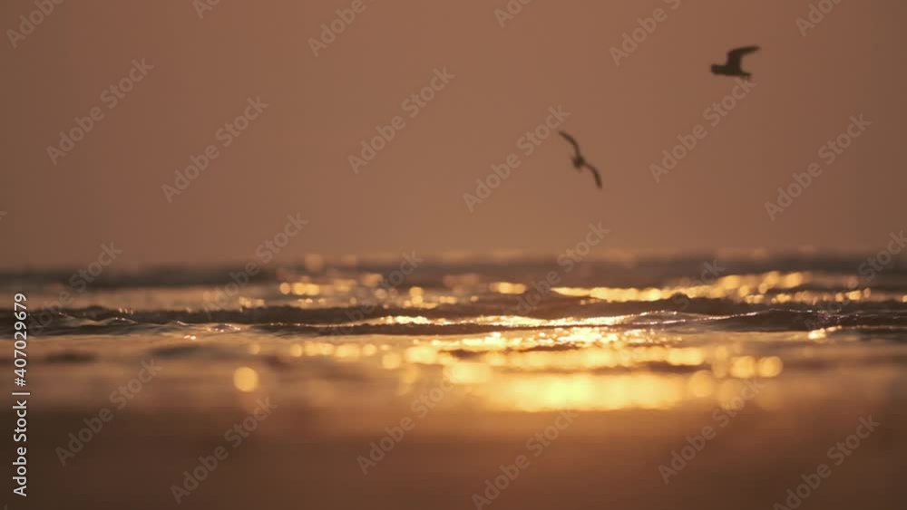 Small shore birds flying over the sea at sunset golden hour slow motion