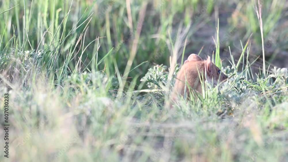 Long tailed weasel in the Canadian wilderness Long tailed weasel in the Canadian wilderness