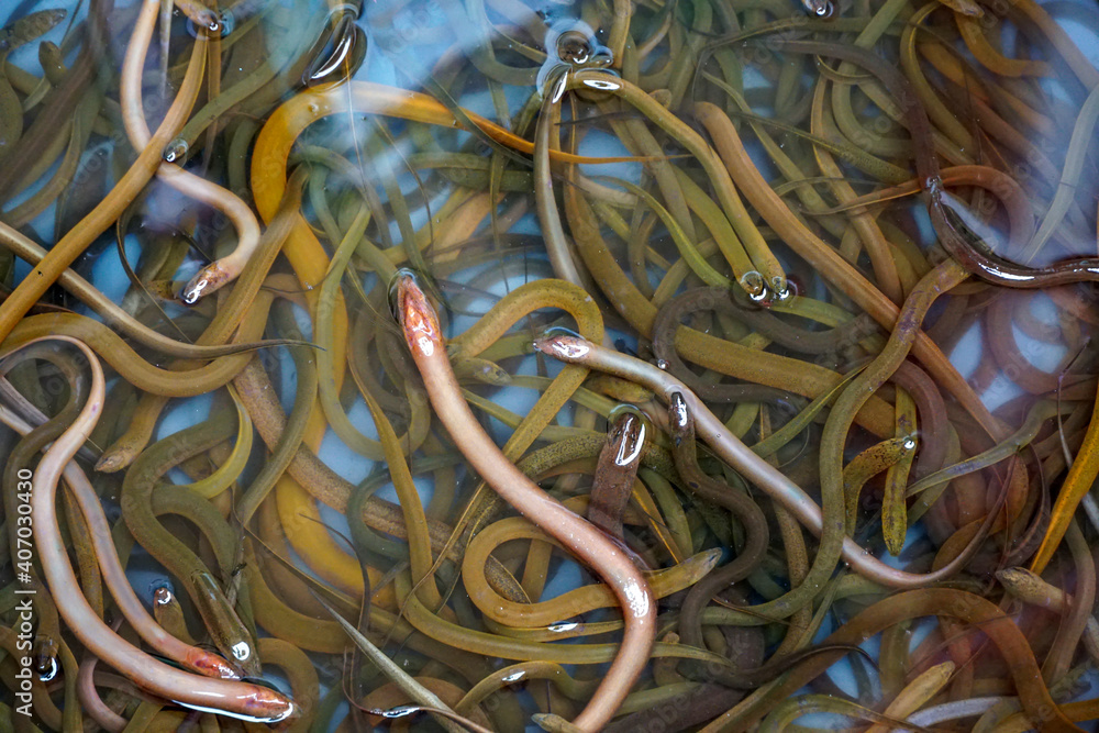Many asian swamp eels crawl over each other.Eel.