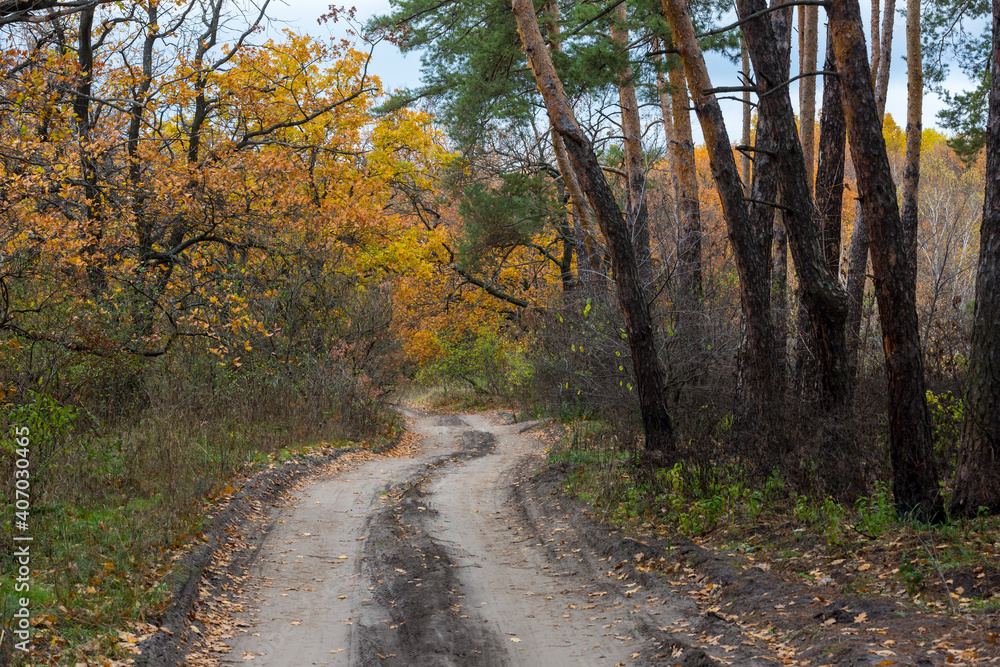Fototapeta premium pathway in forest