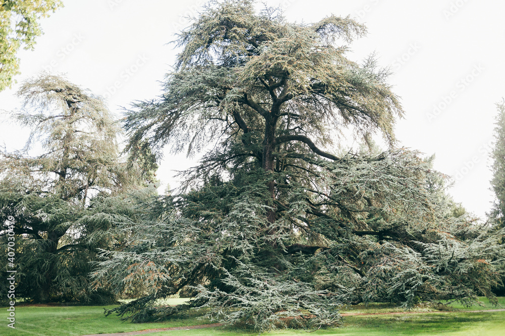 Fototapeta premium green pine tree in the park