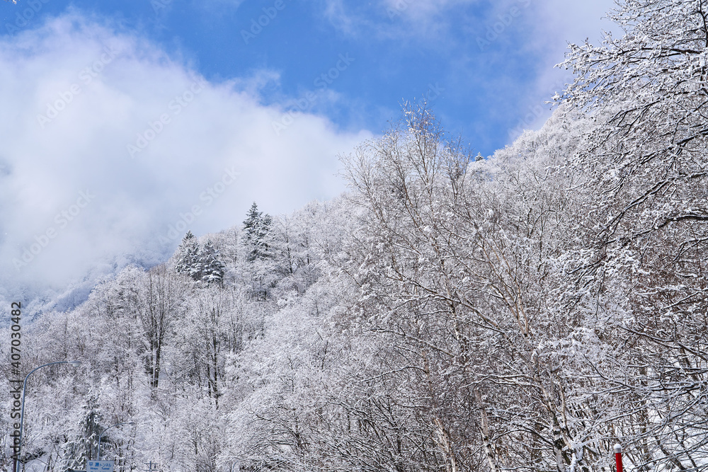 snow covered trees in the mountains snow covered trees in the mountains