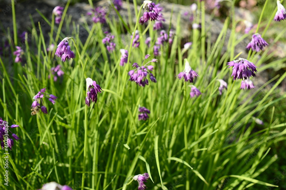 Closeup Allium sikkimense known as Sikkim onion with blurred background in garden Closeup Allium sikkimense known as Sikkim onion with blurred background in garden