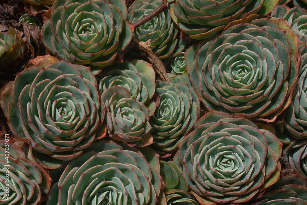 Lots of green succulents planted on the ground Lots of green succulents planted on the ground