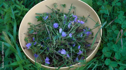 Collecting Common Chicory in bowl (Cichorium intybus) - (4K)