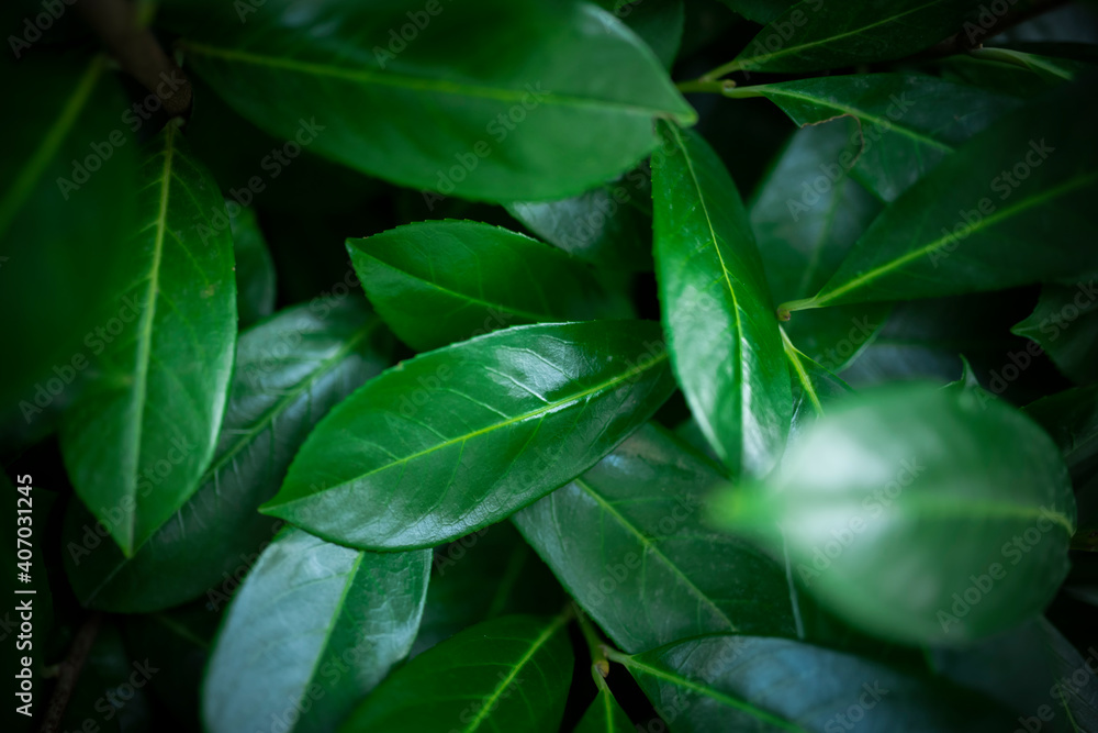 (Selective focus) Stunning view of some Cherry Laurel leaves forming a natural background. Cherry Laurel (Prunus laurocerasus 'Rotundifolia') is one of the most versatile hedging species. (Selective focus) Stunning view of some Cherry Laurel leaves forming a natural background. Cherry Laurel (Prunus laurocerasus 'Rotundifolia') is one of the most versatile hedging species.
