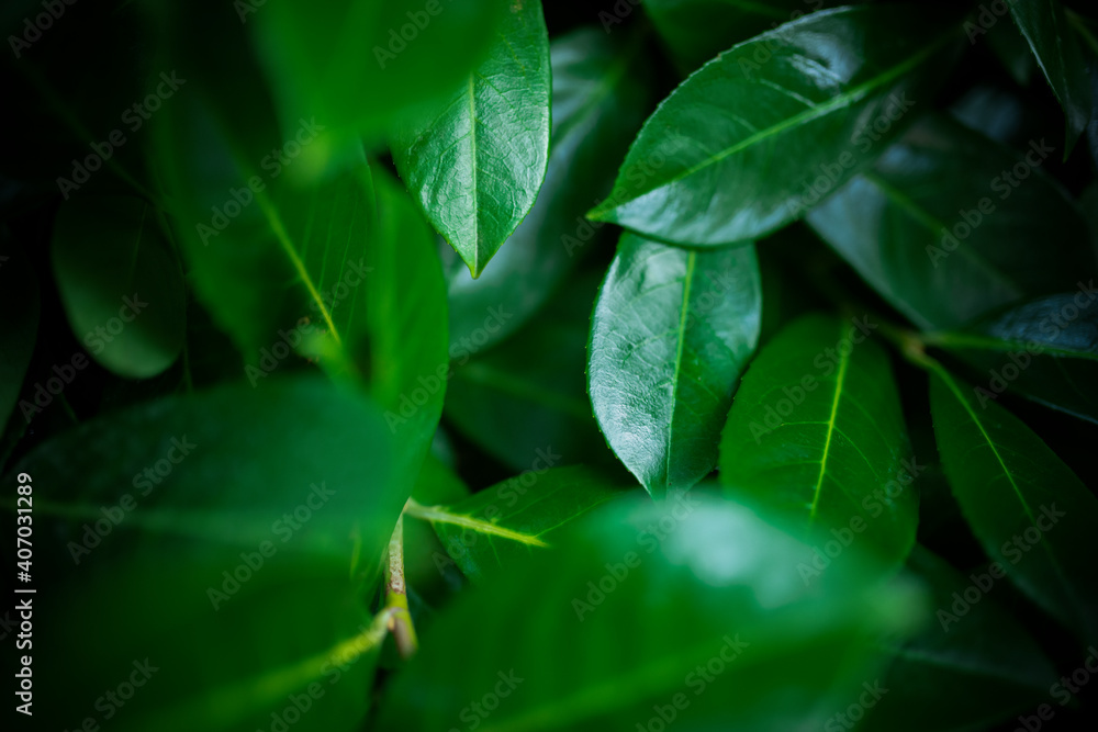 (Selective focus) Stunning view of some Cherry Laurel leaves forming a natural background. Cherry Laurel (Prunus laurocerasus 'Rotundifolia') is one of the most versatile hedging species. (Selective focus) Stunning view of some Cherry Laurel leaves forming a natural background. Cherry Laurel (Prunus laurocerasus 'Rotundifolia') is one of the most versatile hedging species.