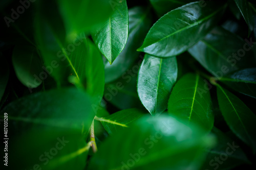 (Selective focus) Stunning view of some Cherry Laurel leaves forming a natural background. Cherry Laurel (Prunus laurocerasus 'Rotundifolia') is one of the most versatile hedging species.