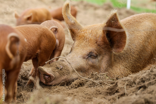 Tamworth Schwein mit Ferkel
