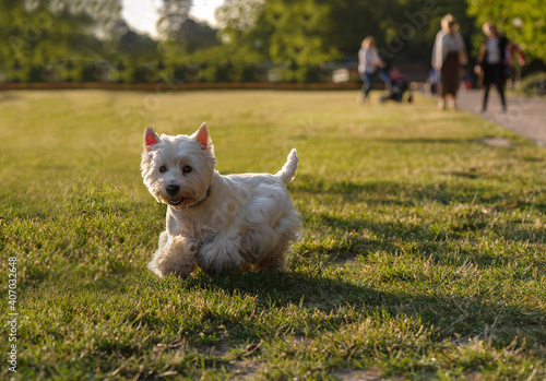 the dog runs in the park on the grass