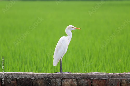 A Heron standing on a brick wall with green crop fields behind.