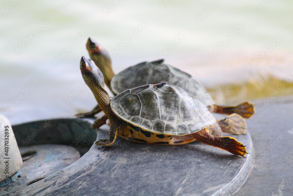 Obraz premium Close-up shot of two Tortoises in funny pose - Yoga concept.