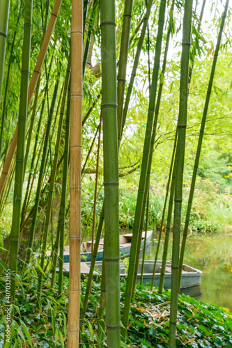 boat behind bamboo forest
