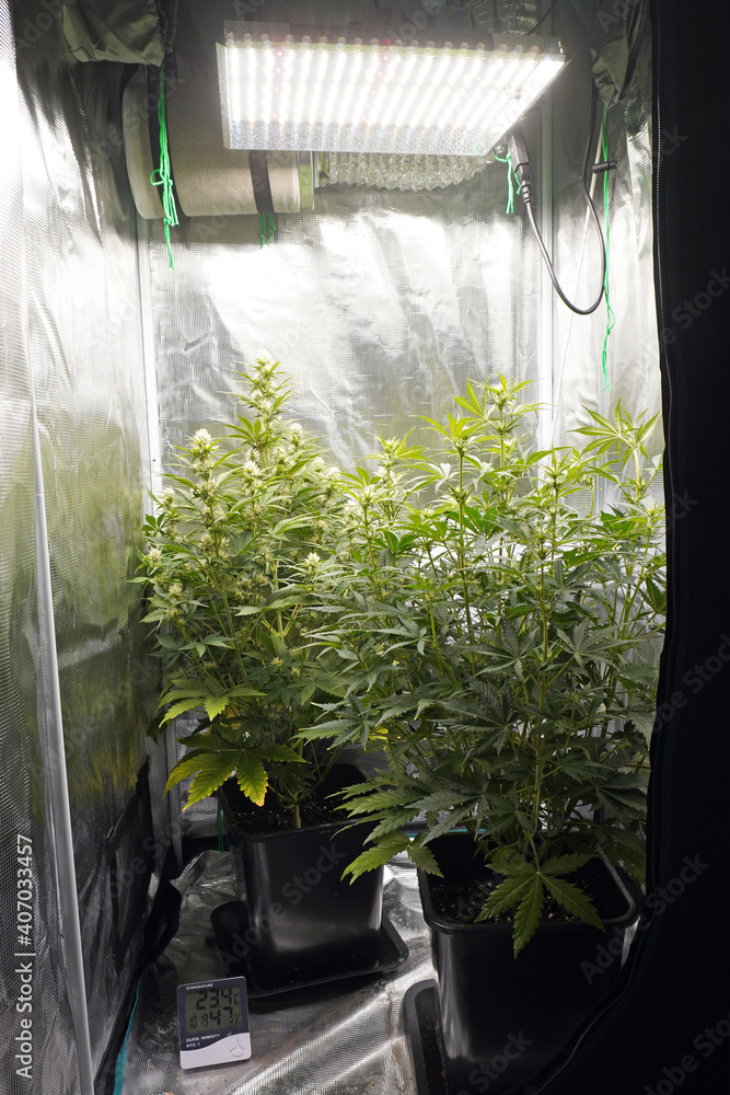 Cannabis plants marijuana cultivating in grow tent. thermo hygrometer measurement. Growing weed indoor for hashish production drugs