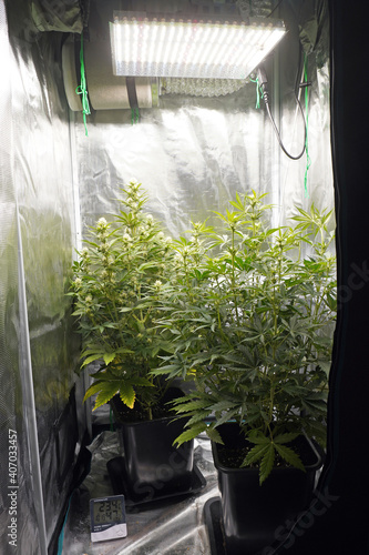 Cannabis plants marijuana cultivating in grow tent. thermo hygrometer measurement. Growing weed indoor for hashish production drugs                  