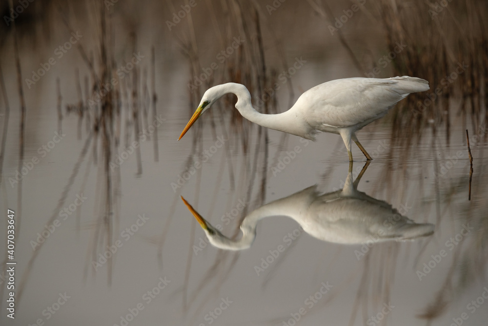 Great Egret is also known as common egret or large egret Great Egret is also known as common egret or large egret